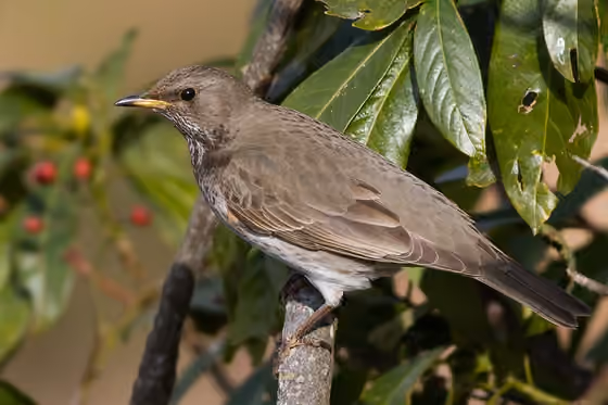 Dokumentasi Turdus atrogularis betina