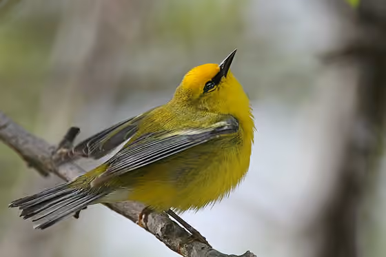 Dokumentasi Vermivora cyanoptera