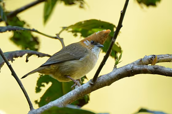 Dokumentasi Yuhina bakeri