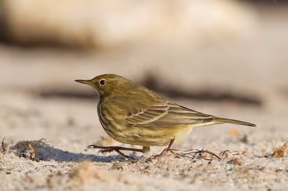 Dokumentasi Anthus petrosus