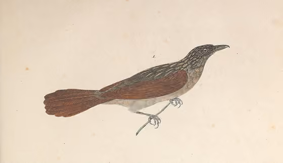 Ilustrasi Ancistrops strigilatus