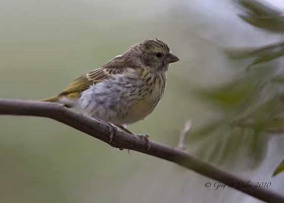 Dokumentasi Crithagra dorsostriata