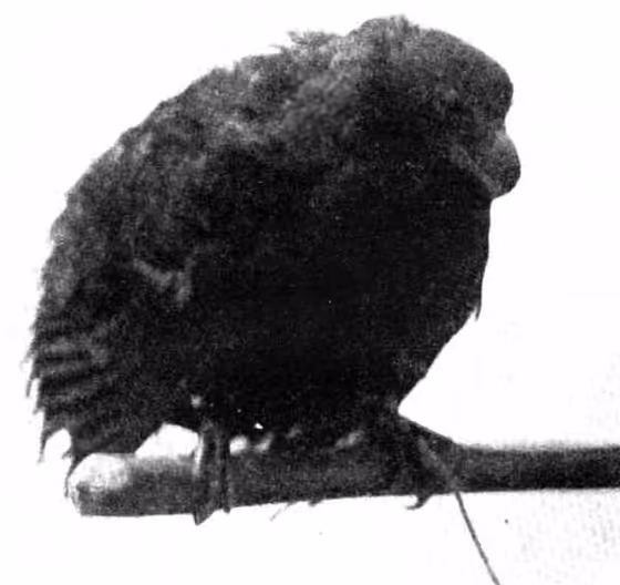 Dokumentasi Didunculus strigirostris