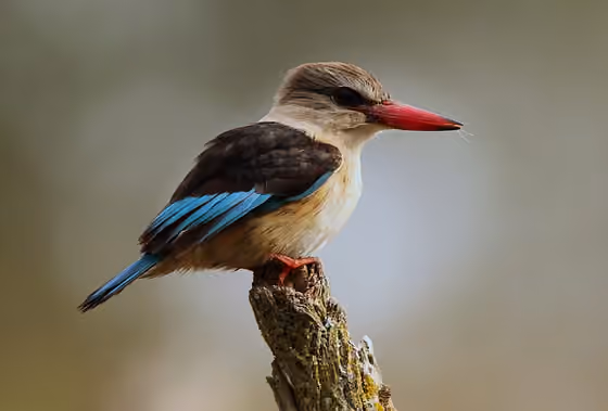 Dokumentasi Halcyon albiventris jantan
