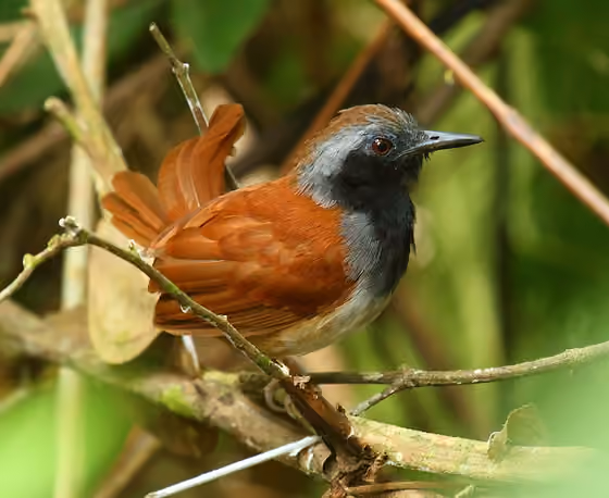 Dokumentasi Myrmeciza longipes