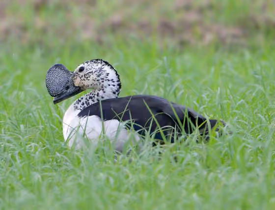 Dokumentasi Sarkidiornis melanotos