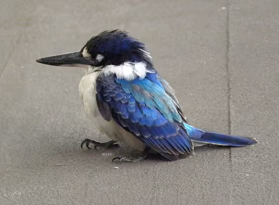 Dokumentasi Todiramphus macleayii