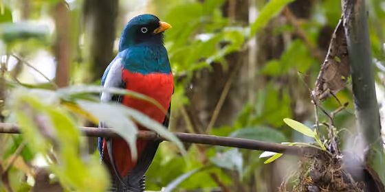 Dokumentasi Trogon clathratus