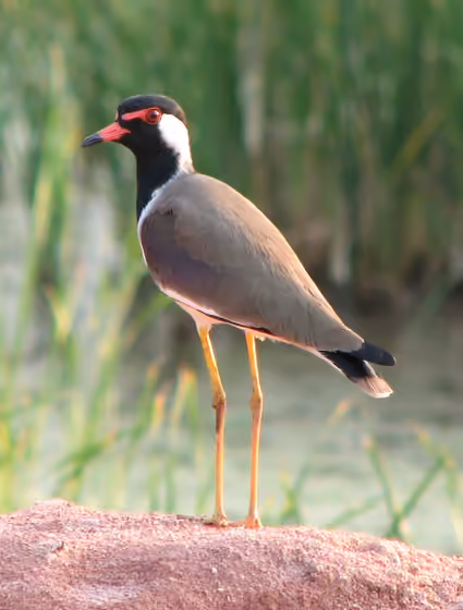 Dokumentasi Vanellus indicus
