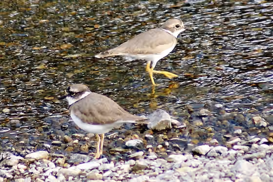 Dokumentasi Charadrius placidus