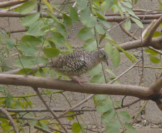 Dokumentasi Columbina squammata
