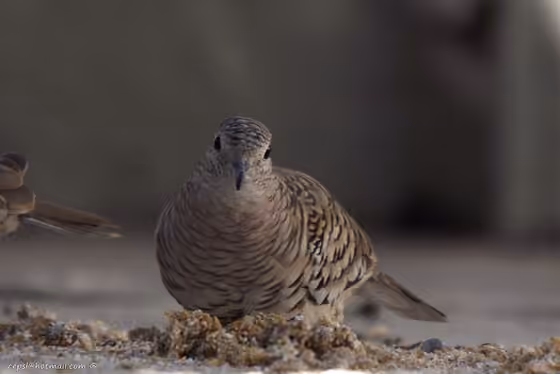 Dokumentasi Columbina squammata