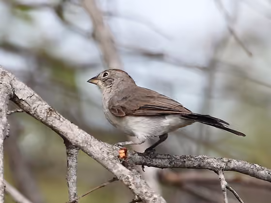 Dokumentasi Coryphospingus pileatus betina