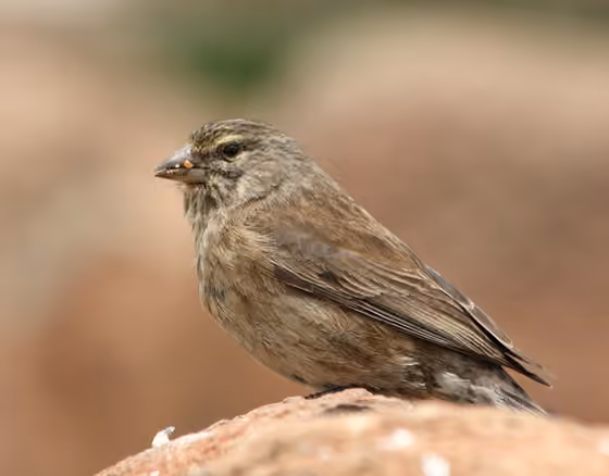 Dokumentasi Crithagra symonsi betina